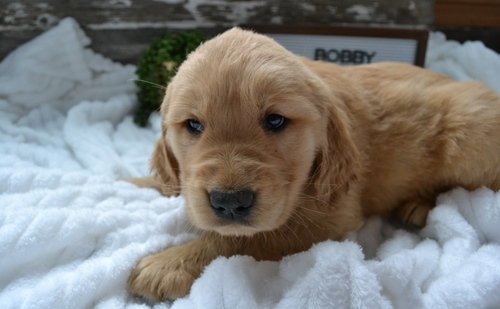Healthy Akc Golden Retriever Puppies For Sale - photo 3